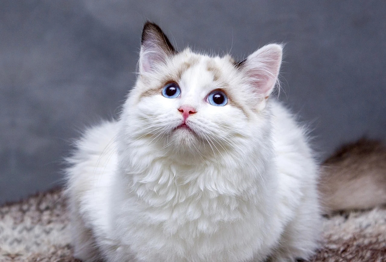 图1 布偶猫.jpg