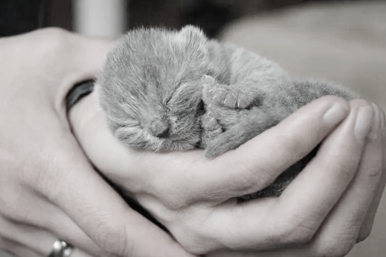 图4 蓝猫宝宝蜷缩在手上-亮黑白.png