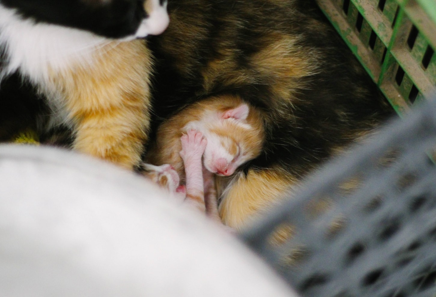 图5 大猫和新生猫.jpg