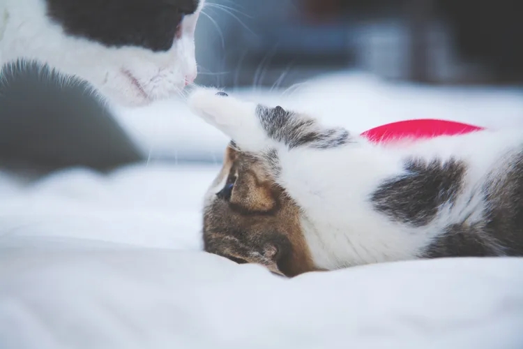 图10 小猫大猫互动.jpg